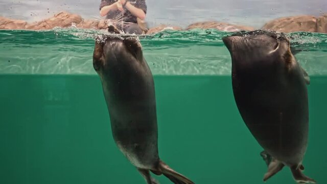 Feeding Baikal seals(Pusa&nbsp;sibirica)  in the aquarium