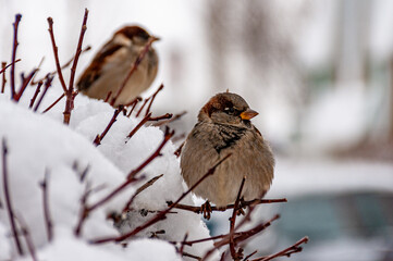 Sparrows sitting in a tree in a city park!