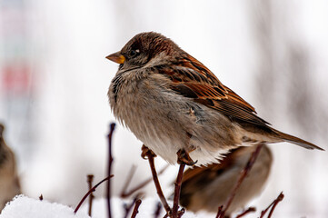 Sparrows sitting in a tree in a city park!