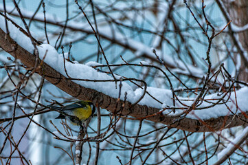 Tits in the city park of Togliatti!