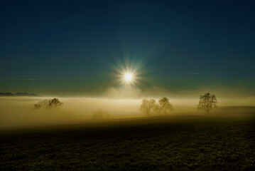le brouillard d&eacute;couvre des silhouettes d'arbres sans feuilles dans un champ au soleil couchant dans une lumi&egrave;re jaune-orange et un ciel bleu