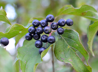Fototapeta premium The berries of cornus sanguinea ripen on the branch of the bush.