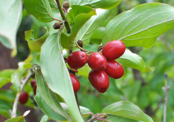 The fruits of dogwood ripen on a tree branch