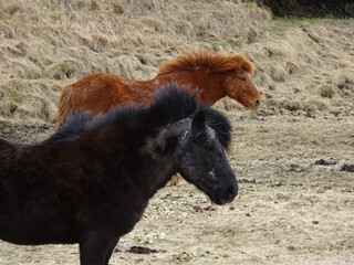 Black and brown ponies captured in Iceland
