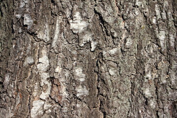Old vertical cracked weathered wood bark on the birch tree trunk - natural background texture