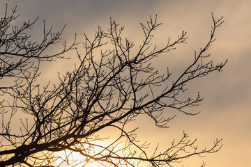 Fototapeta na wymiar Tree branches and a beautiful sunrise.