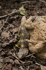 Close-up details of lizard in yellow and gray. The lizard on the stone.