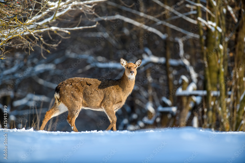 Poster Female Roe deer in the winter forest. Animal in natural habitat