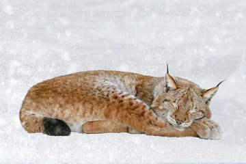 Poster Lynx portrait in the snow. Wildlife scene from winter nature © byrdyak