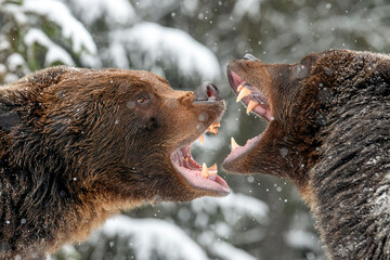 Close-up two angry brown bear fight in winter forest
