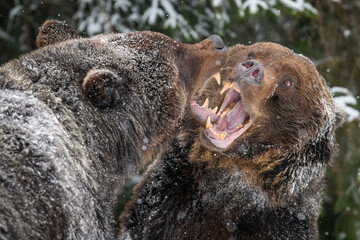 Close-up two angry brown bear fight in winter forest