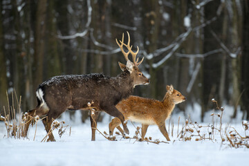 Two roe deers in the winter forest. Animal in natural habitat