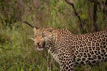 Portrait of leopard in Sabi Sand