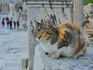 Obraz premium cat on the roof