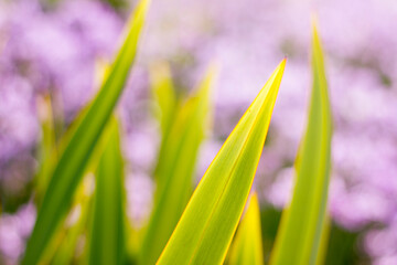 Green-leaved plant in a Spanish garden. Copy space