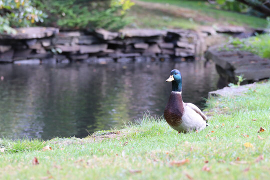 Mallard Duck On The Grass Near The Pond On A Sunny Day In Spring In The Gardens Of Halifax