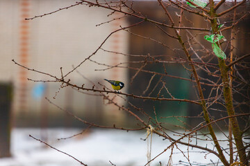 zwierzęta kolorowe ptaki jedzą dokarmianie © Tymoteusz