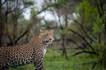 Portrait of leopard in Sabi Sand