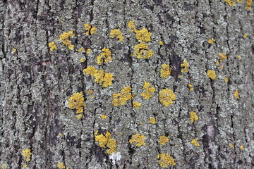 Green moss spots on old weathered  tree trunk bark- natural background wood lichen texture