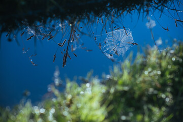 Cobwebs in dew drops at sunrise early in the morning