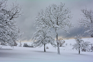 Wintertime  -  Trees and deep snow in the nature