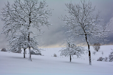 Wintertime  - Landscape with Trees and deep snow