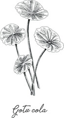 Gotu cola Centella asiatica. Sketchy hand-drawn vector illustration.