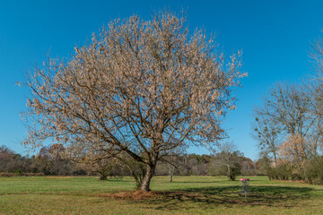 Boxelder maple tree full of seeds