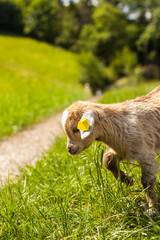 Baby Ziege. Leben am Bauernhof. Baby goat. Life on the farm.