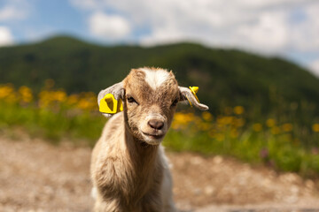 Junge Ziege vor Berglandschaft. Young goat in front of a mountain landscape.