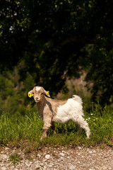 Obraz premium Junge Ziege schaut im Kamera vor grünem Hintergrund. Young goat looking at the camera against a green background.