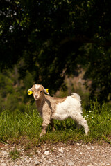 Junge Ziege schaut im Kamera vor grünem Hintergrund. Young goat looking at the camera against a green background.