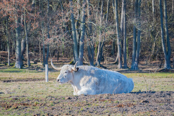 White bull laying down on the field