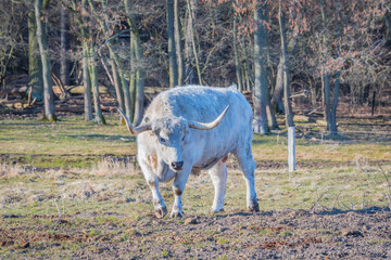 Isolated white bull standing in the field
