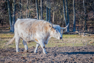 White bull walking in the field