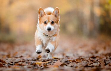 Happy and running corgi dog portrait