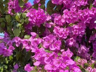 Bougainvillea pink flowers in the garden against blue sky at summer day. Tropical Bougainvillea flowering bush. Bougainvillea ornamental climbing plant that is widely cultivated in the tropics.