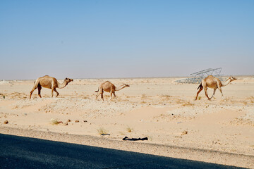 camels in the Mauritanian desert