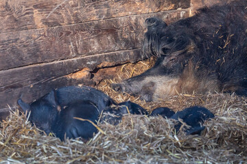 A sow lies with her offspring in her shed
