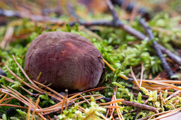 Close-up Boletus mushroom on the ground in forest