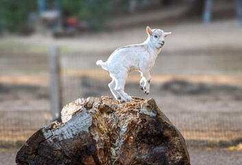 A young goat on a log hopping