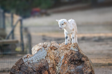 A young goat standing on a log 