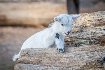 A young goat standing on a log with a straw in the mouth