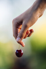 Vertical closeup of the hand holding cherry. Shallow focus. © Arne Jørgen Enggrav/Wirestock