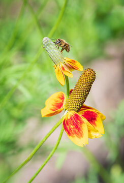 Bee on Mexican Hat, Ratibida columnifera, extracting nectar