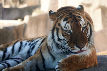 かっこいいまなざしの虎の写真