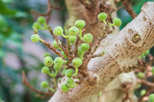 Little branches with fruits of Ficus racemosa (Ficus glomerate Roxb) popularly known as cluster fig tree, Indian fig tree or goolar (gular)