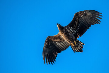 A view of flying Haliaeetus albicilla or White-tailed Eagle