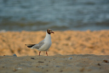 seagull on the beach