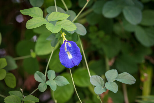 One blue Asian pigeonwings - Scientific name Clitoria terna
